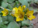 Lysimachia verticillaris