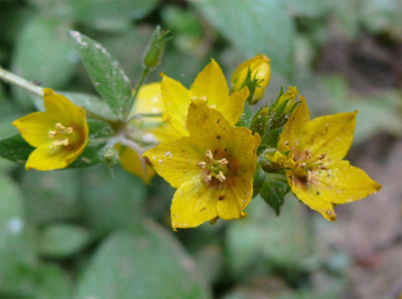 Image of Lysimachia verticillaris specimen.