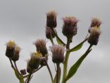 Erigeron politus