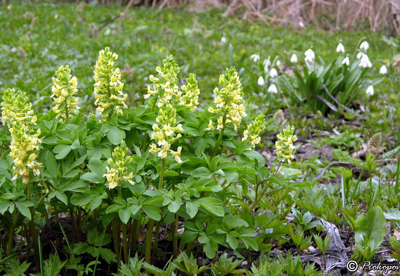 Изображение особи Corydalis marschalliana.