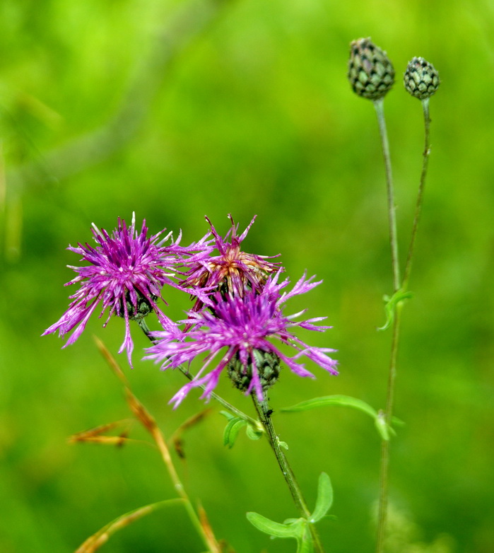 Image of Centaurea scabiosa specimen.