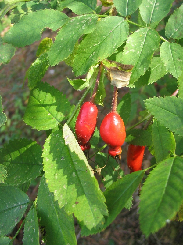 Изображение особи Rosa pendulina.