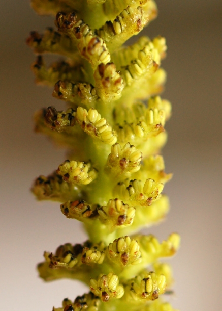 Image of Juglans mandshurica specimen.