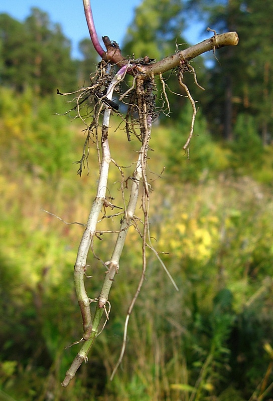 Image of Mentha &times; gracilis specimen.