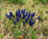 Gentiana grandiflora