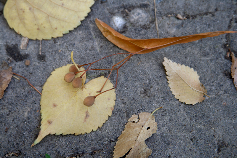 Image of Tilia amurensis specimen.