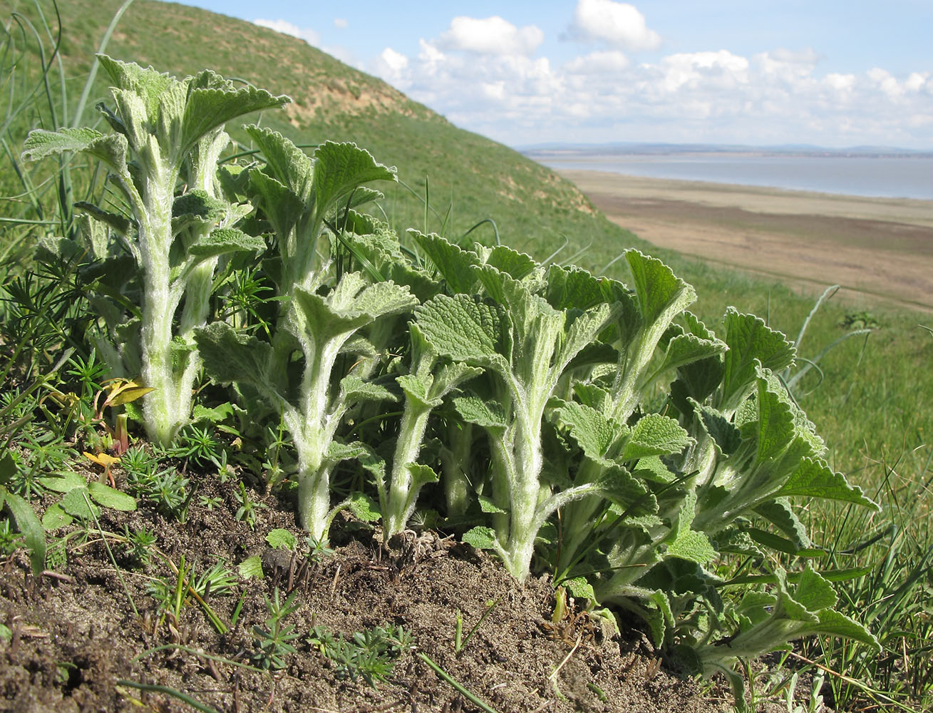 Изображение особи Marrubium vulgare.