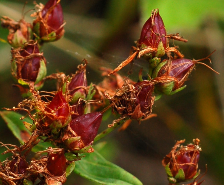 Изображение особи Hypericum attenuatum.
