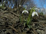 Galanthus nivalis