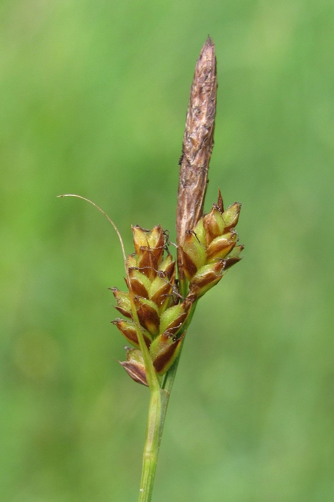 Image of Carex caryophyllea specimen.