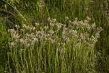 Antennaria dioica