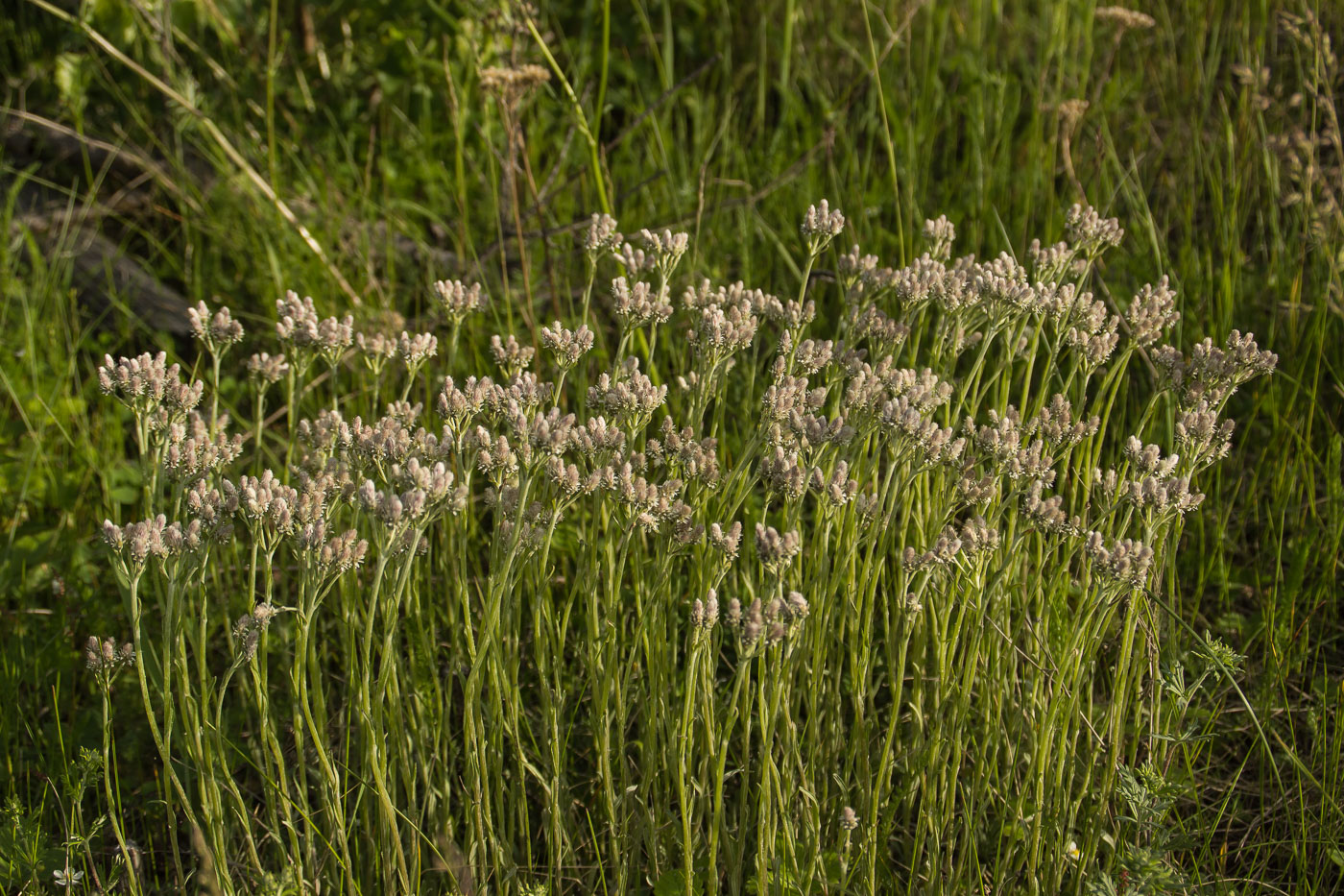 Изображение особи Antennaria dioica.