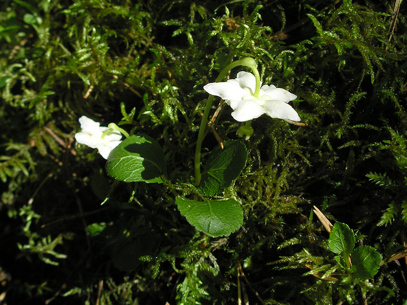 Image of Moneses uniflora specimen.