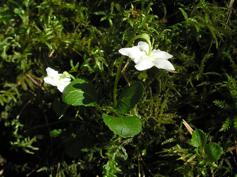 Изображение особи Moneses uniflora.