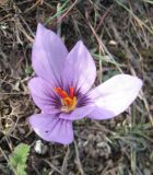 Crocus pallasii