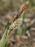 Carex panicea