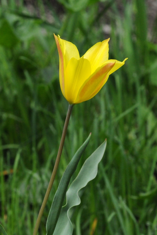 Изображение особи Tulipa zenaidae.