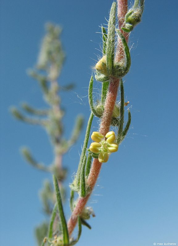 Image of Bassia laniflora specimen.