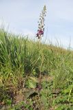 Verbascum phoeniceum