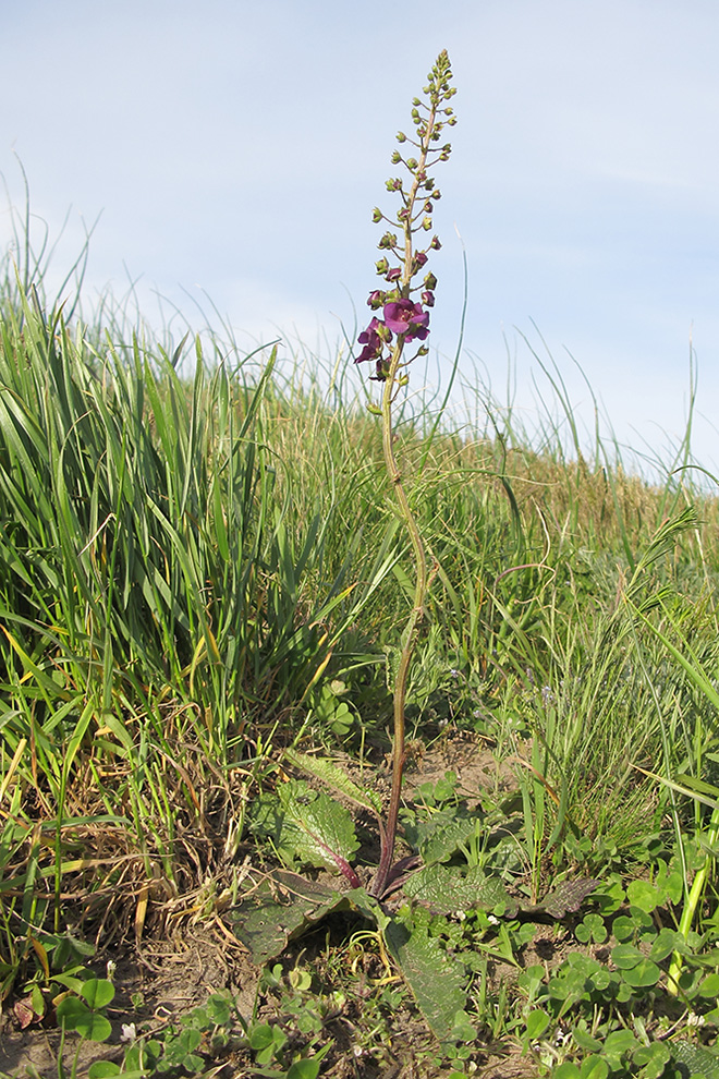 Image of Verbascum phoeniceum specimen.