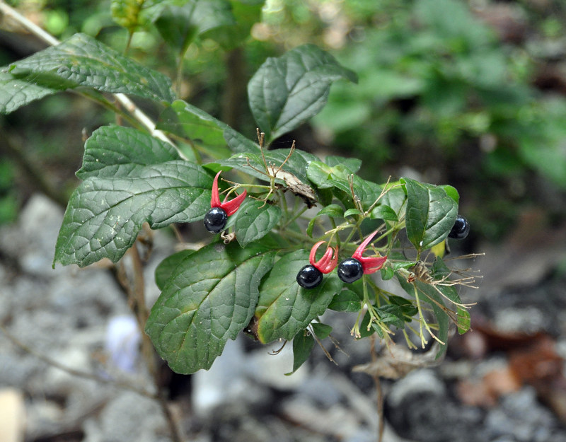 Image of Clerodendrum calamitosum specimen.