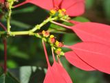 Euphorbia pulcherrima