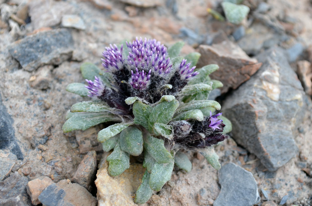 Image of Saussurea glacialis specimen.