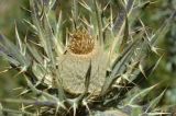 Cirsium turkestanicum