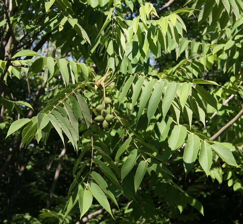 Изображение особи Juglans ailanthifolia.