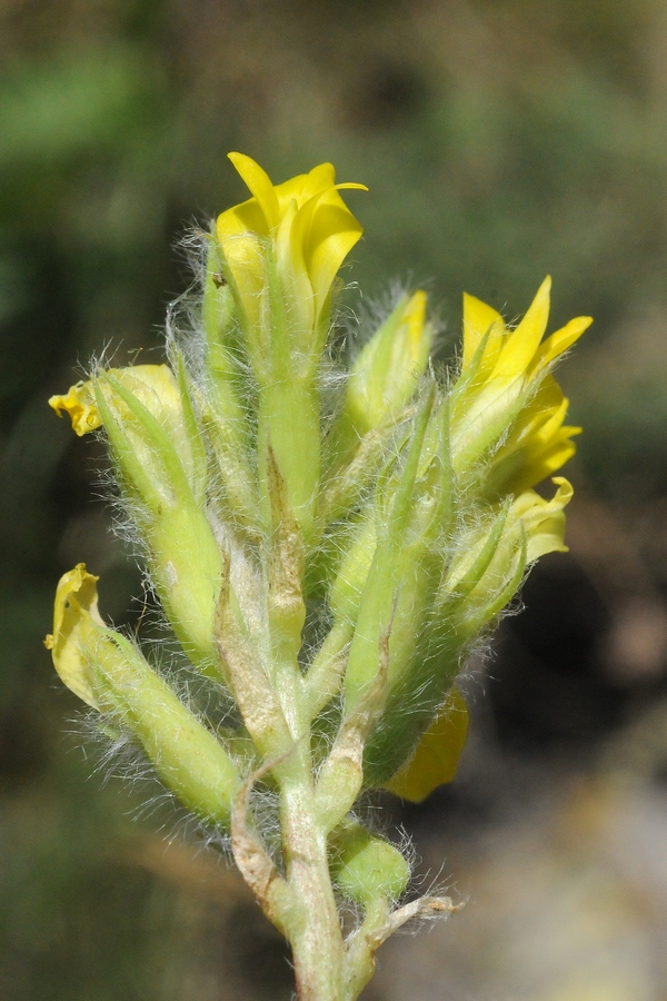 Изображение особи Astragalus schanginianus.