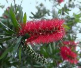 Callistemon citrinus