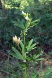 Trifolium spryginii. Верхушка цветущего растения. Челябинская обл., окр. г. Челябинск, Золотая горка, разнотравная поляна в берёзовом лесу. 05.07.2014.