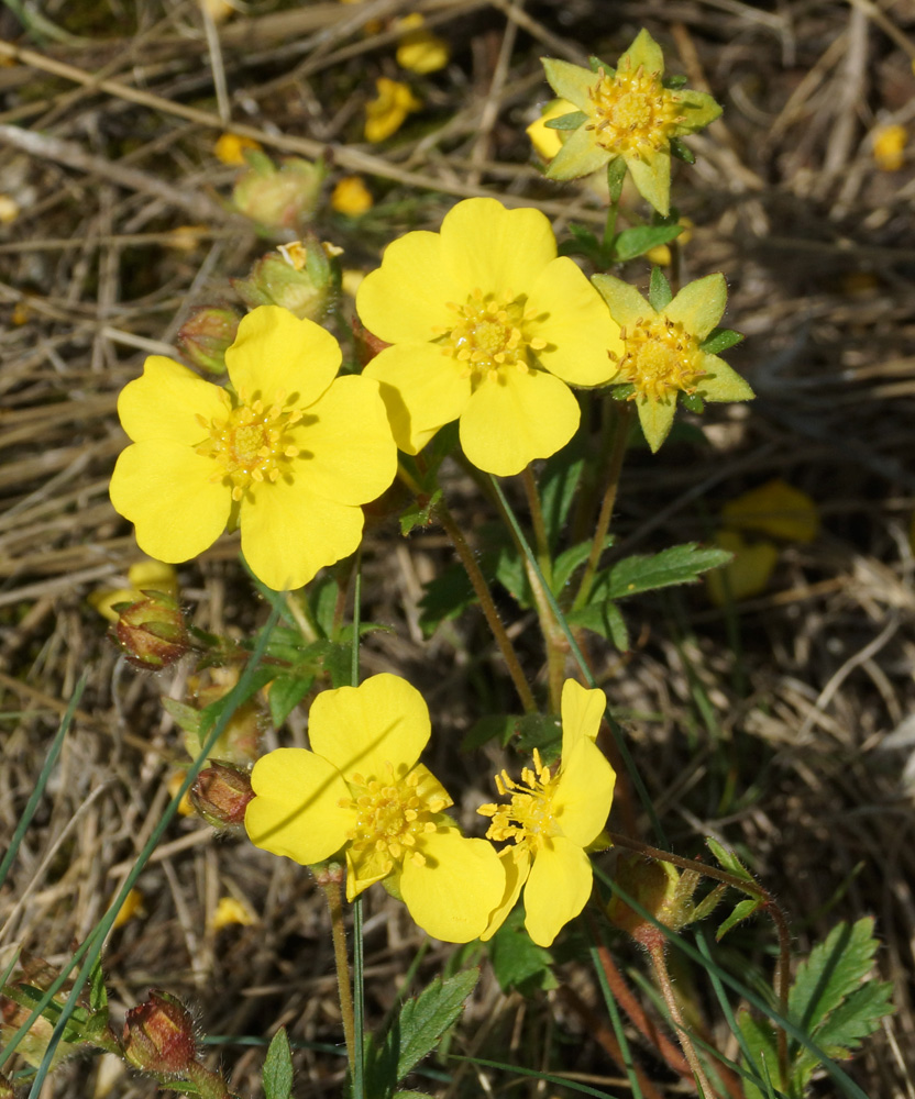 Image of Potentilla humifusa specimen.