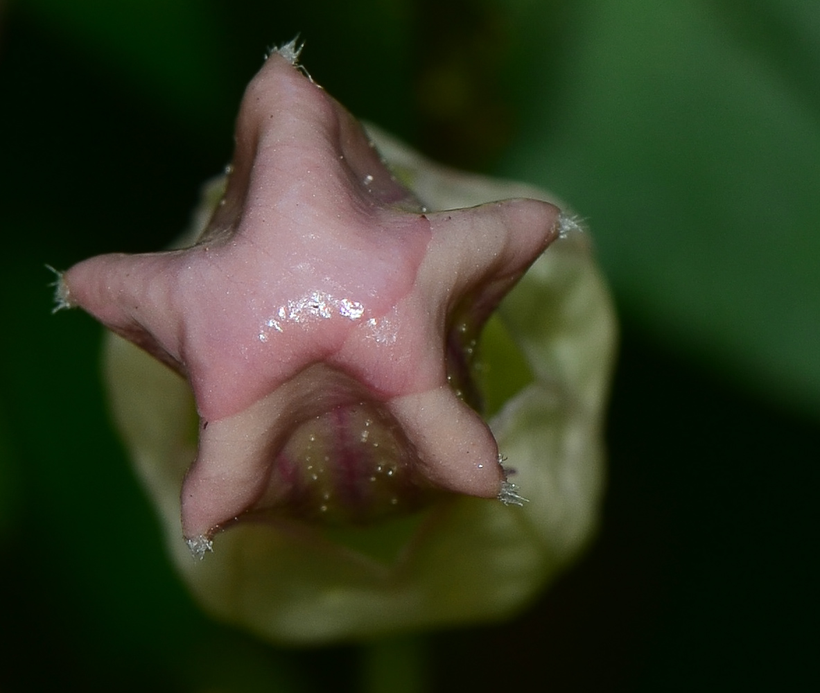 Image of Podranea ricasoliana specimen.