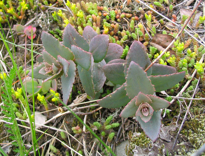 Image of Hylotelephium ruprechtii specimen.