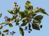 Philadelphus coronarius