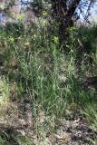 Euphorbia jaxartica. Цветущее растение на опушке тугайного леса. Южный Казахстан, левый берег Сыр-Дарьи в 10 км выше Сюткента. 29.04.2015.