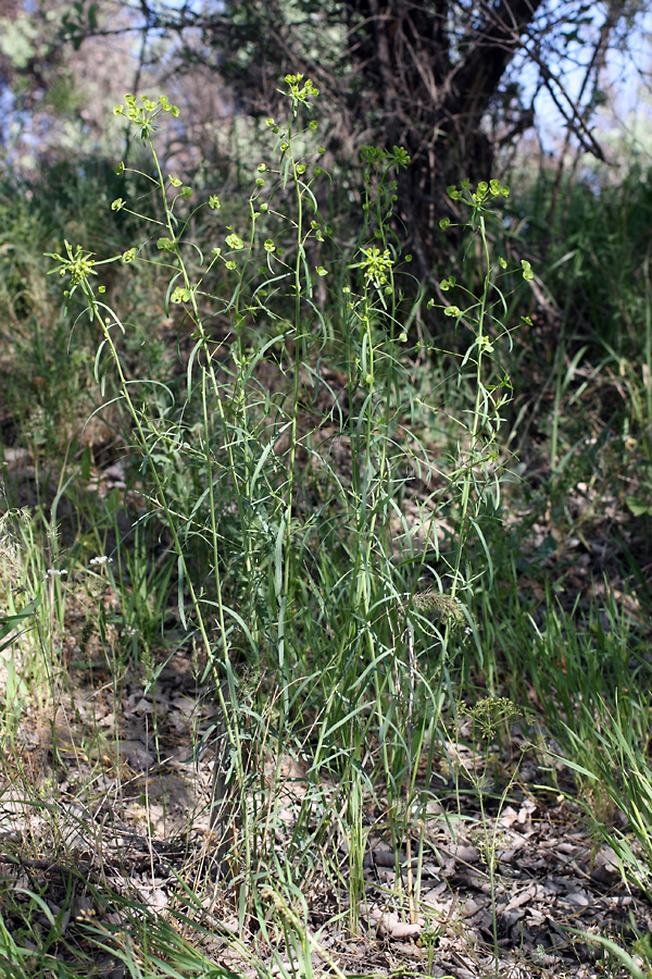 Image of Euphorbia jaxartica specimen.