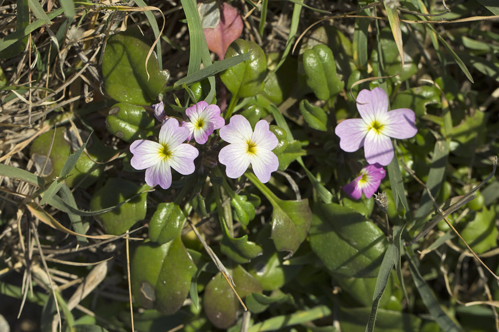 Image of Malcolmia flexuosa specimen.