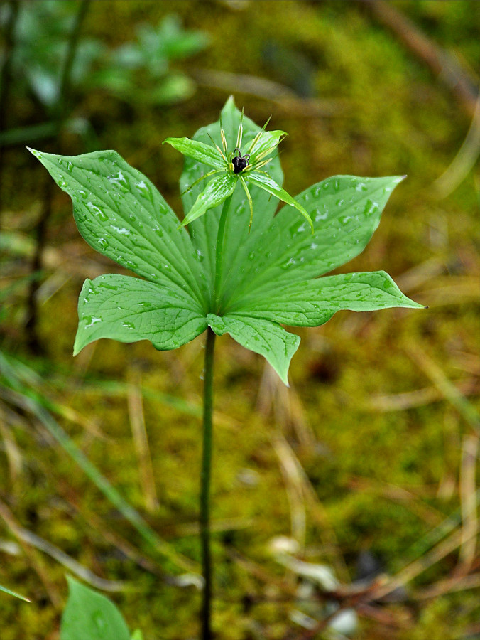 Image of Paris obovata specimen.