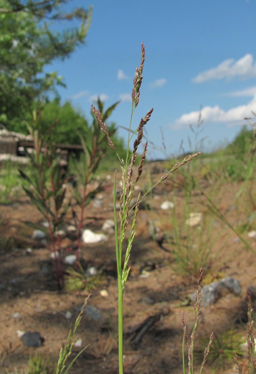 Изображение особи Puccinellia distans.