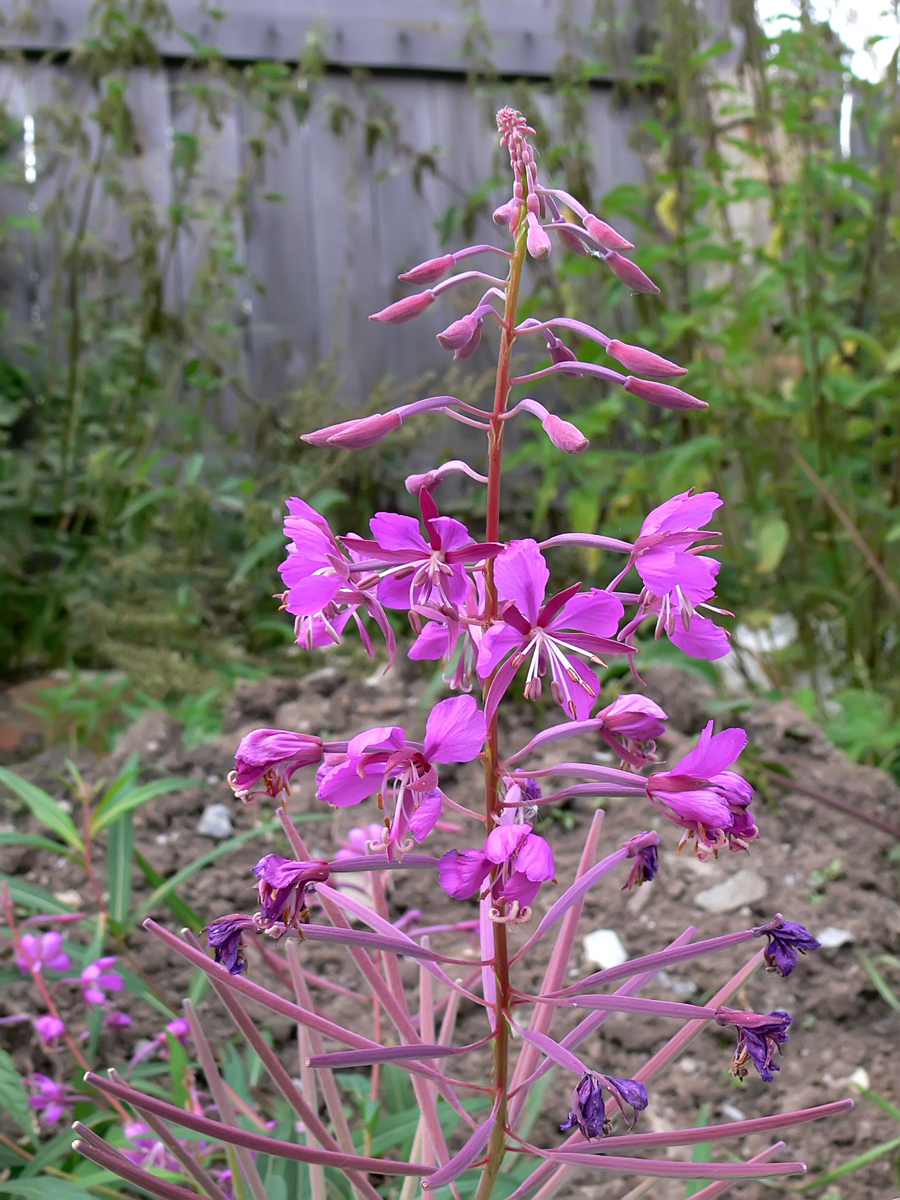 Image of Chamaenerion angustifolium specimen.