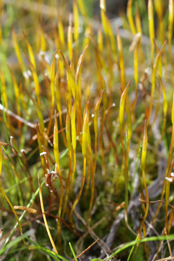 Image of familia Pottiaceae specimen.