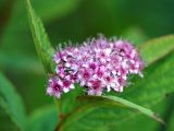 Spiraea japonica. Соцветие. Ленинградская обл., Волхов, около городской поликлиники. 25.06.2013.