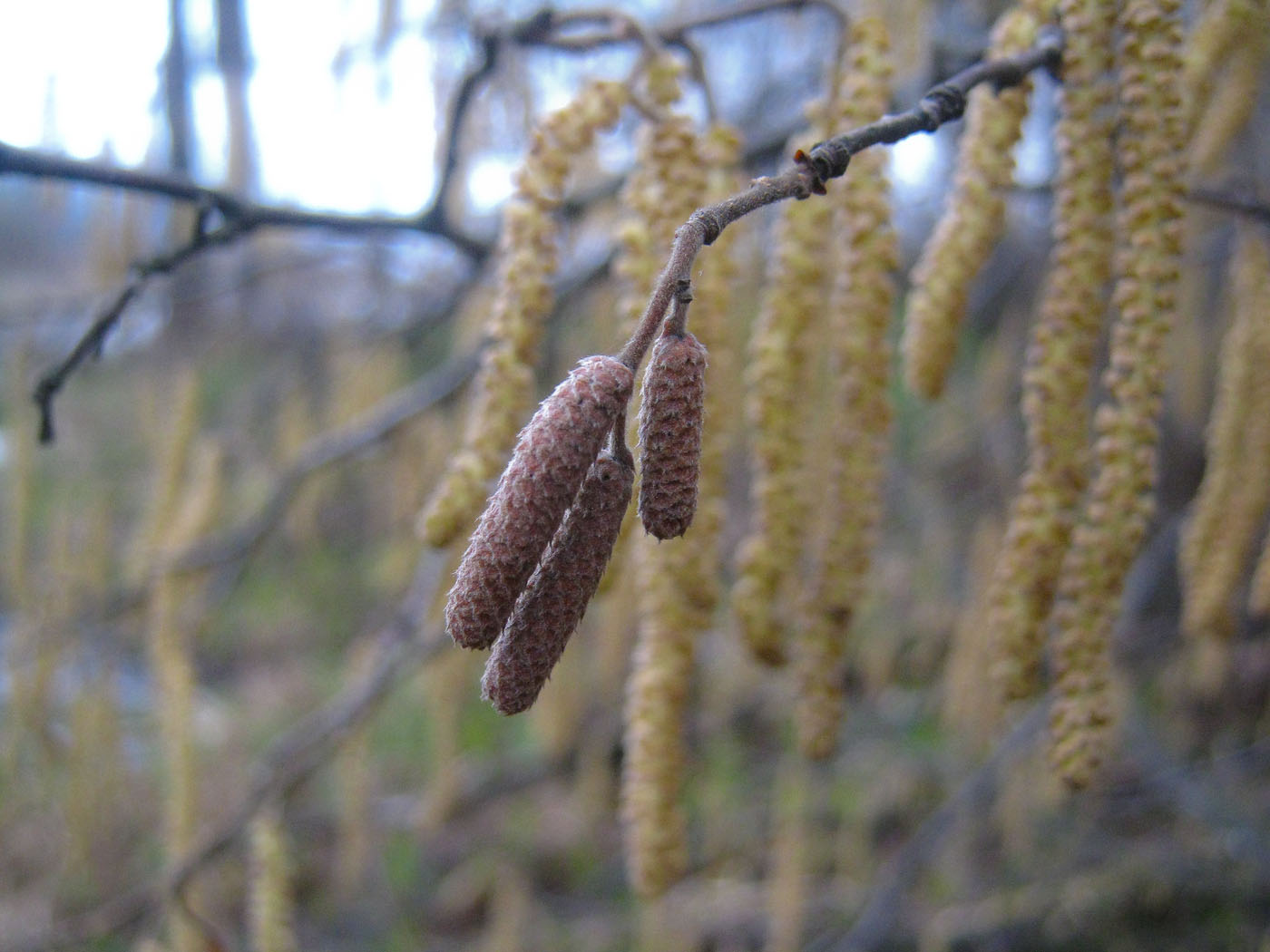 Image of Corylus avellana specimen.