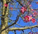 Ceiba speciosa