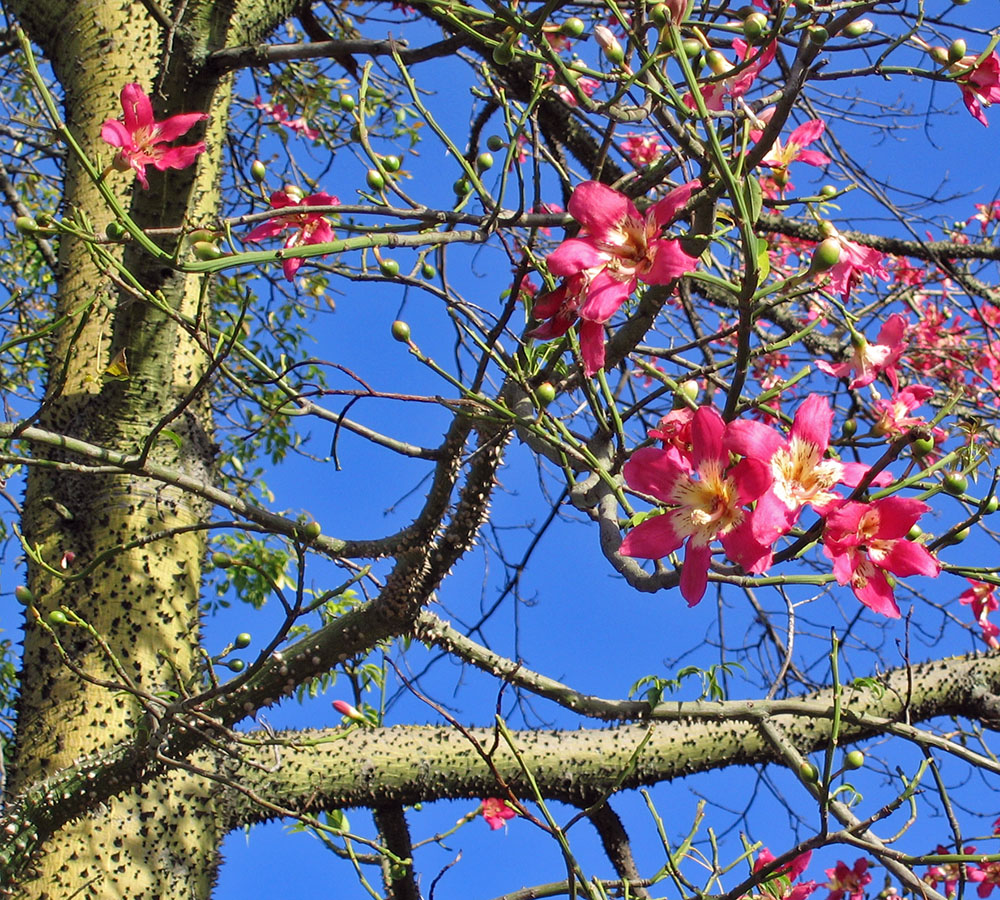 Image of Ceiba speciosa specimen.