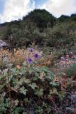 Geranium renardii