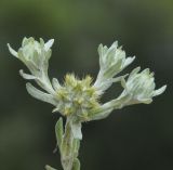 Filago pyramidata