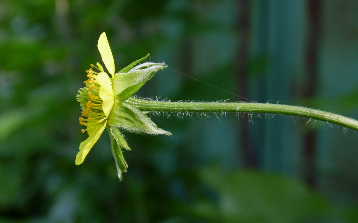 Изображение особи Geum urbanum.